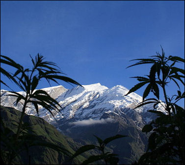 20120527-cannabis DhaulagiriCannabis.JPG